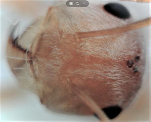 Cataglyphis sabulosa
